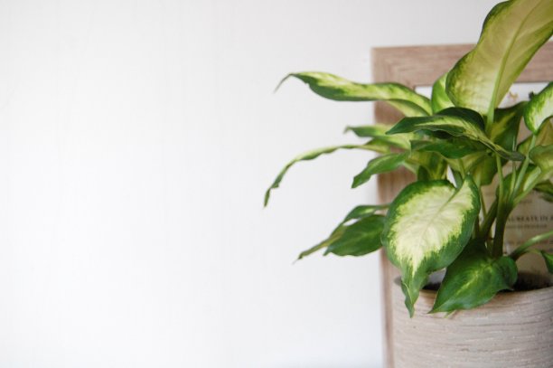 一个哑手杖(Dieffenbachia)坐在一个相框前。图片下载