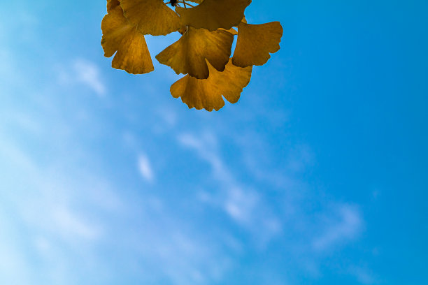 韩国najang山的秋叶图片下载