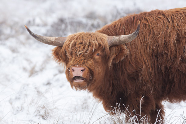 在Veluwe国家公园雪地里的高地奶牛肖像。图片下载