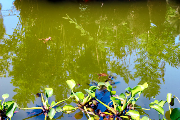 池塘里有美丽的荷花和水面上天空的倒影。图片下载