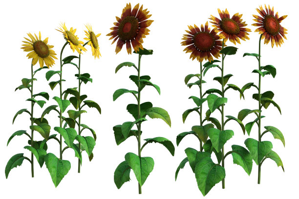 一组向日葵孤立在白色，3d渲染。图片下载