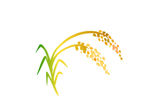 水稻穗的插图图片下载