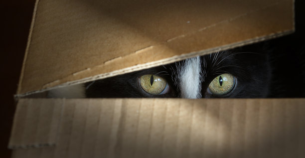 纸箱里的猫图片下载