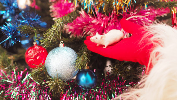 圣诞树上的圣诞老鼠。中国日历上的2020标志。图片下载