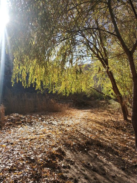 落叶森林里的秋天图片下载