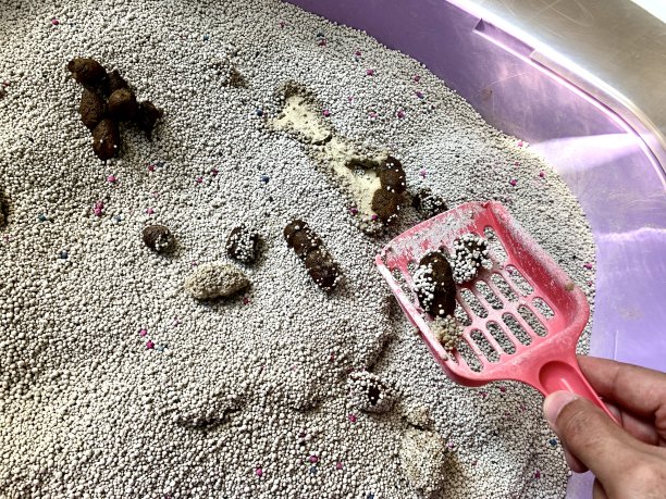 猫屎清洁厕所和猫屎，照片为每天早上清洁猫屎，必要的健康猫在家里。图片下载