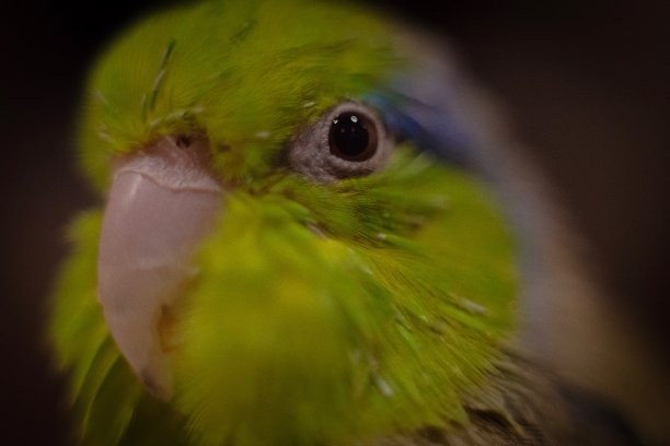 天上的鹦鹉图片下载