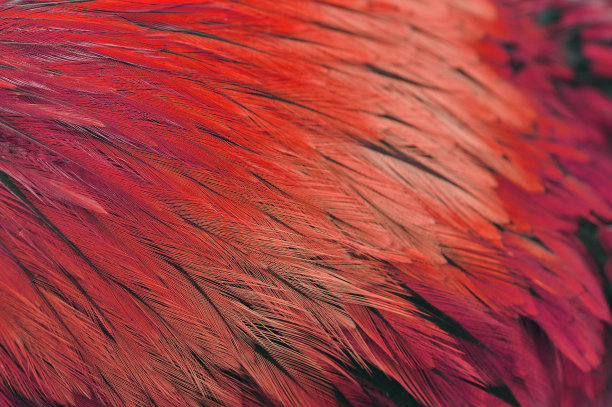 红公鸡图片下载