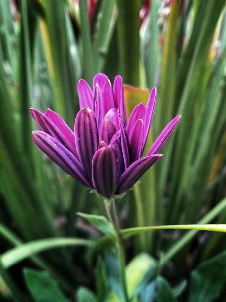 紫色的戈贝尔雏菊在早晨盛开图片下载