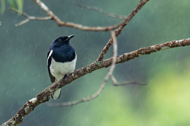 鹊鸲栖息在雨中的树枝上图片下载