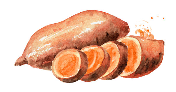 整个和切生红薯或蝙蝠。水彩手绘插图孤立的白色背景图片下载