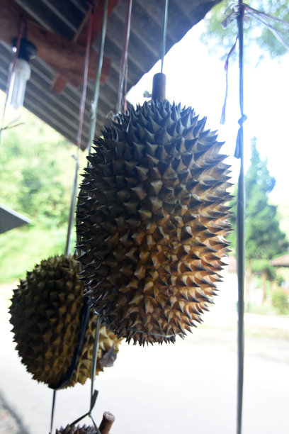 榴莲堆在榴莲的中心图片下载