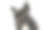 一个可爱的法国斗牛犬悲伤地向下看的肖像图片下载