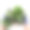 女士推荐新鲜的绿色绿色蔬菜图片下载