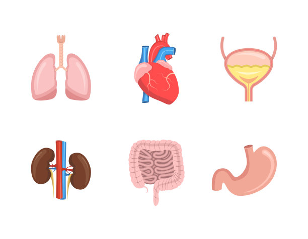 卡通人体内脏器官集心，肠，肾，胃，肝，肺，脑，眼，膀胱。矢量插图。图片下载