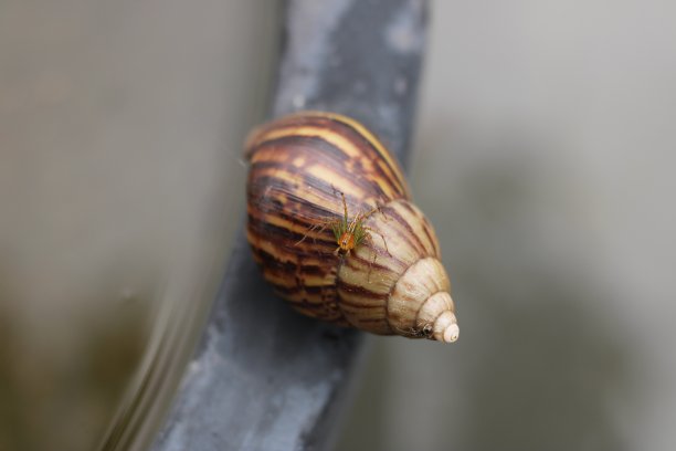 蜗牛上的蜘蛛图片下载