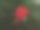 花图片下载