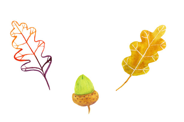 手绘一套水彩橡木图片下载