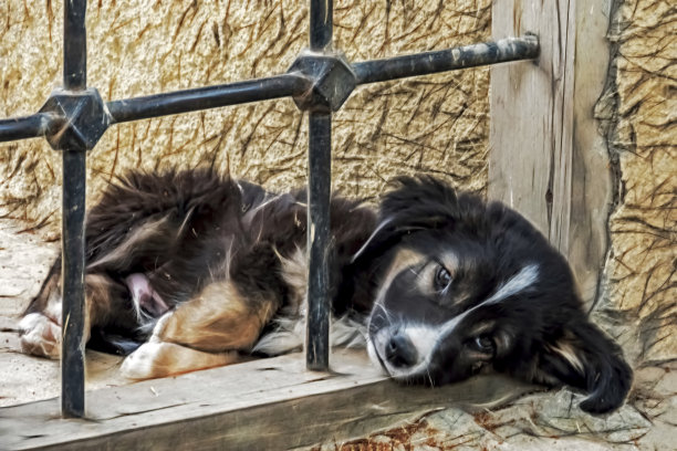 狗是人类最好的朋友。大自然中可爱的朋友狗。图片下载