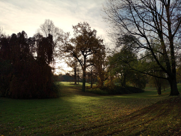 晨光穿过公园草地上的树木图片下载