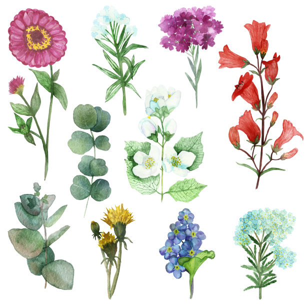 水彩手绘自然花卉集白色茉莉，蓝色的蓍草，粉红色的颠茄，黄色的蒲公英花和绿色的桉树叶和树枝收集孤立在白色的背景图片下载