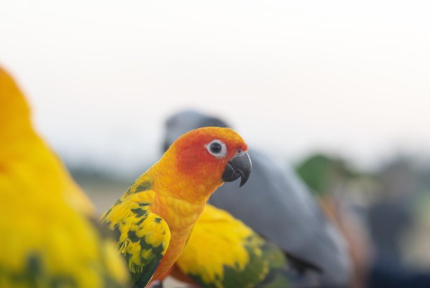 小金刚鹦鹉图片下载