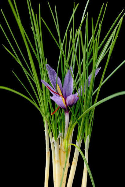 藏红花,番红花图片下载