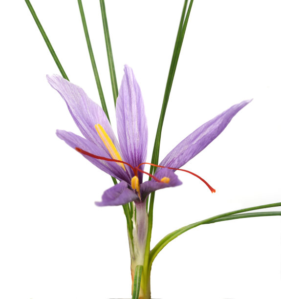 藏红花,番红花图片下载