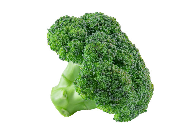 绿色西兰花孤立在白色背景与复制空间的文本或图像。花头大的食用蔬菜。侧视图。特写镜头图片下载