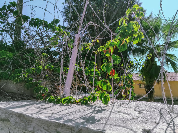 篱笆后面热带植物背景上的带刺铁丝网图片下载