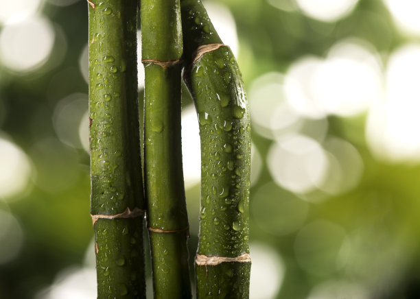 绿竹叶上的热带叶背景图片下载