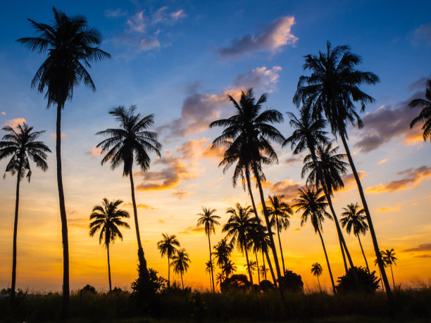 日落时分的椰子田。棕榈树。图片下载