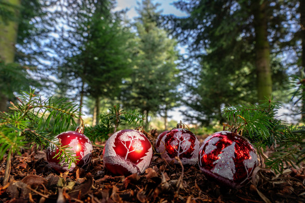 红色装饰圣诞装饰品在松林地面图片下载