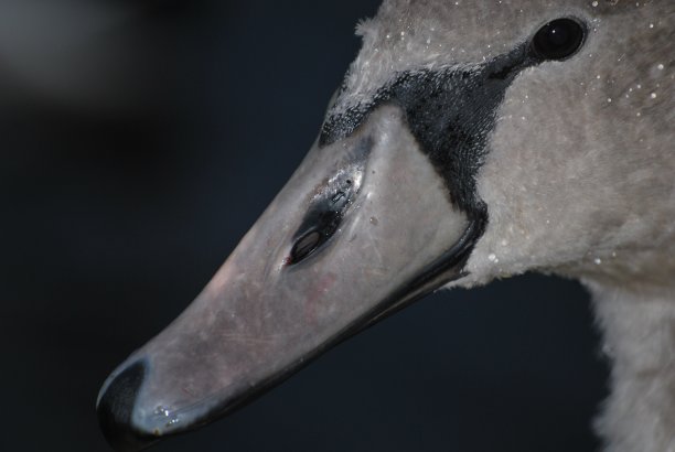 黑天鹅图片下载