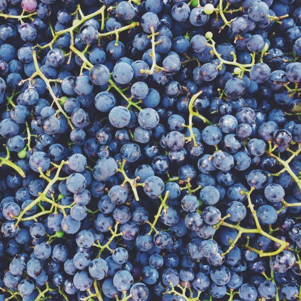 收获康科德葡萄图片下载