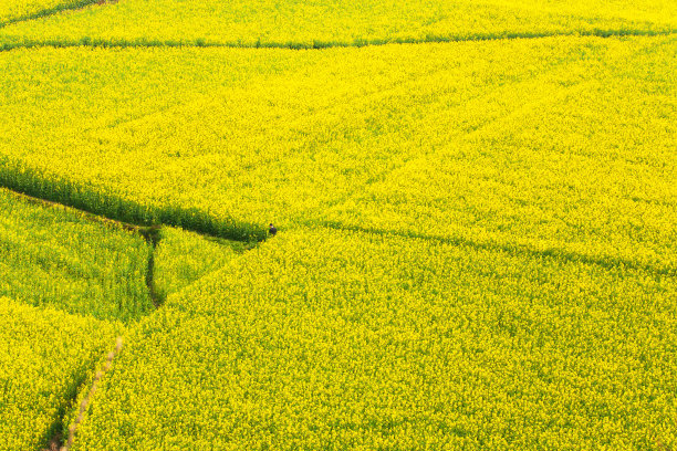 一个男人独自站在芥菜田里的鸟瞰图。图片下载