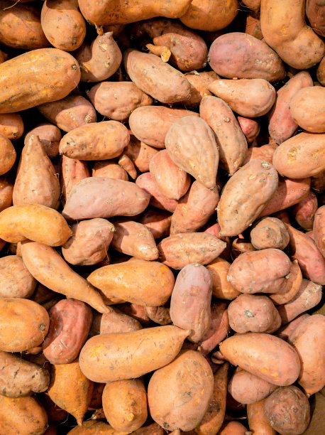 平的山药图片下载