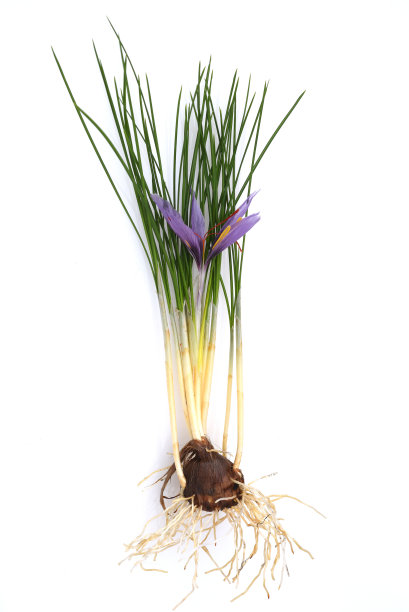 藏红花,番红花图片下载