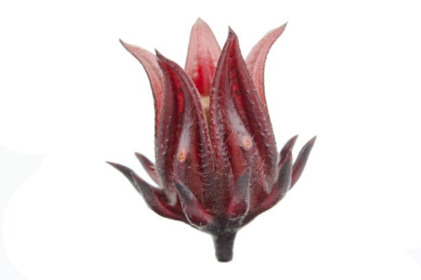 白色背景下带裁剪路径的洛神花或牙买加酸模图片下载