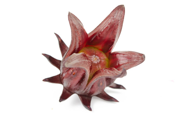 白色背景下带裁剪路径的洛神花或牙买加酸模图片下载