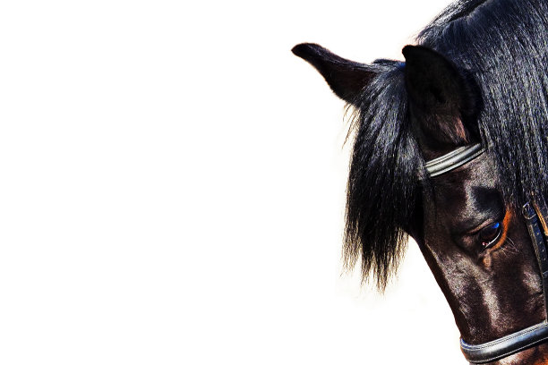 一个孤立在白色背景上的栗色马的肖像，特写，文本的复制空间图片下载