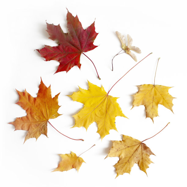 秋天的背景。叶子。白底上的枫叶图片下载