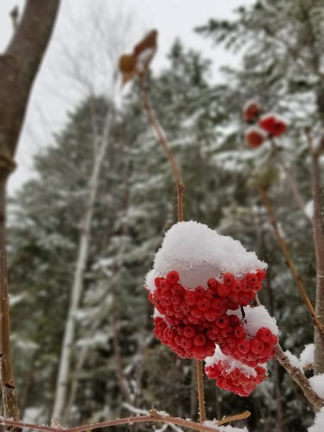 红色浆果图片下载
