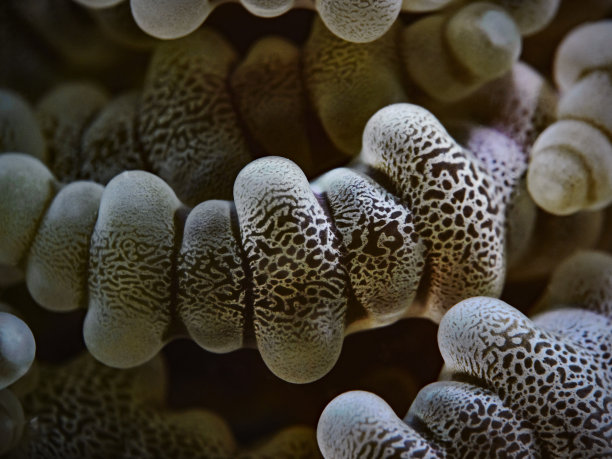 珠海葵，琉璃海葵图片下载