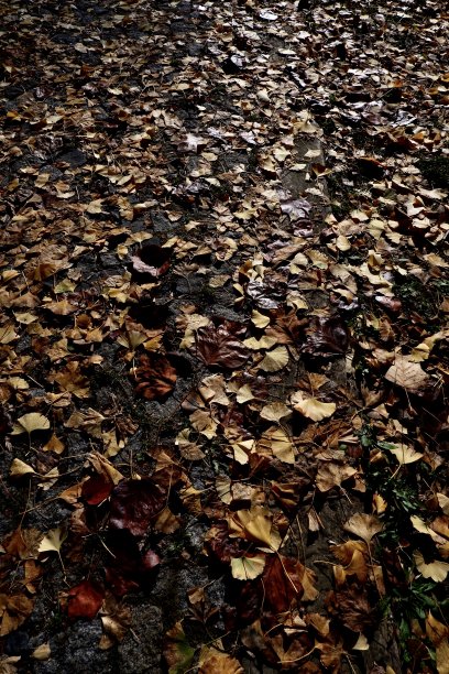 秋天的萧条图片下载