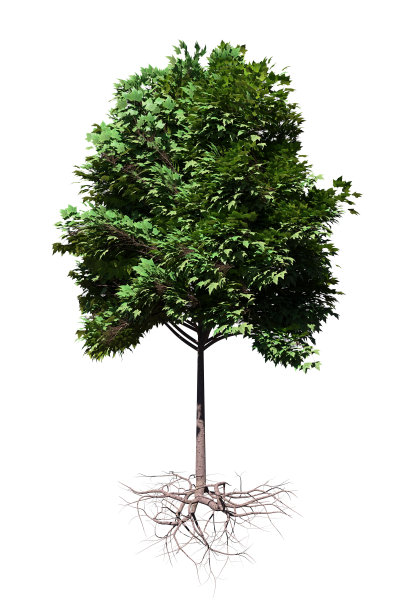 根孤立在白色背景上的树图片下载