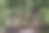 精神屋与树根交织。为守护神灵而建的小房子，装饰有花环和一些花圈，是为了纪念东南亚国家的守护者而建的专用建筑。图片下载