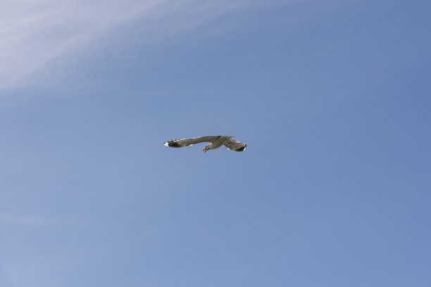 挪威的海鸥图片下载