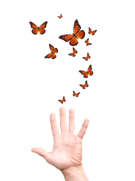 手放了一群蝴蝶。孤立在白色图片下载