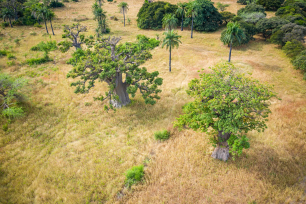 猴面包树鸟瞰图。塞内加尔。西非。无人机从上面拍摄的照片。图片下载